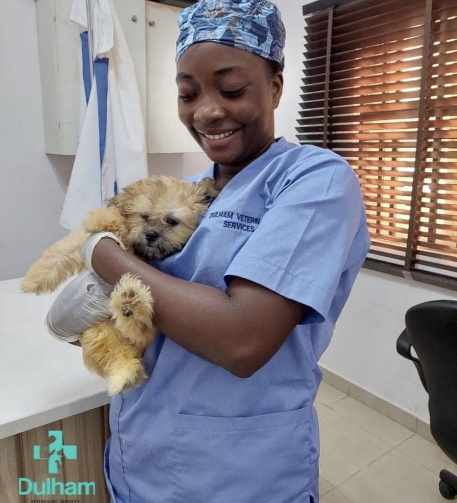 Pet Care & Training